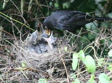 Amsel-5-Tag-5.jpg